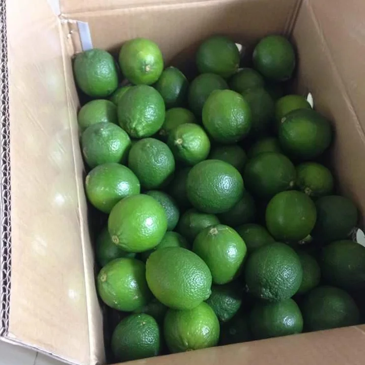 GREEN LIME SSEEDLESS FRESH LIME HIGH QUALITY FRESG LIME VIETNAM +84-845-639-639 (Whatsapp)