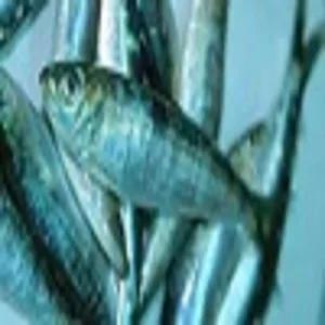 
DRIED HERRING - SARDINELLA ( Sardinella Gibbosa ) 