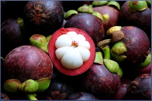 SUPER DELICIOUS FRESH MANGOSTEEN/BEST FOR IMPORTERS/Whatsapp: +84 845 639 639