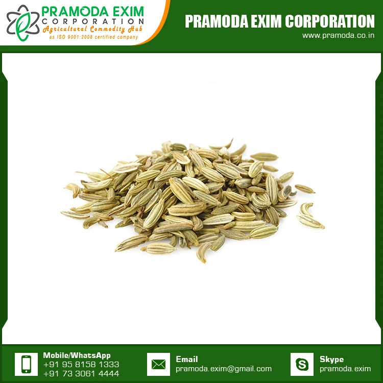 New Season Organic Fennel Seed Natural Fennel Single Spices & Herbs From India