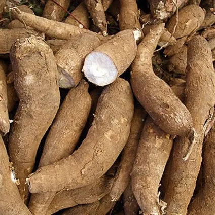Тапиока гранулы из