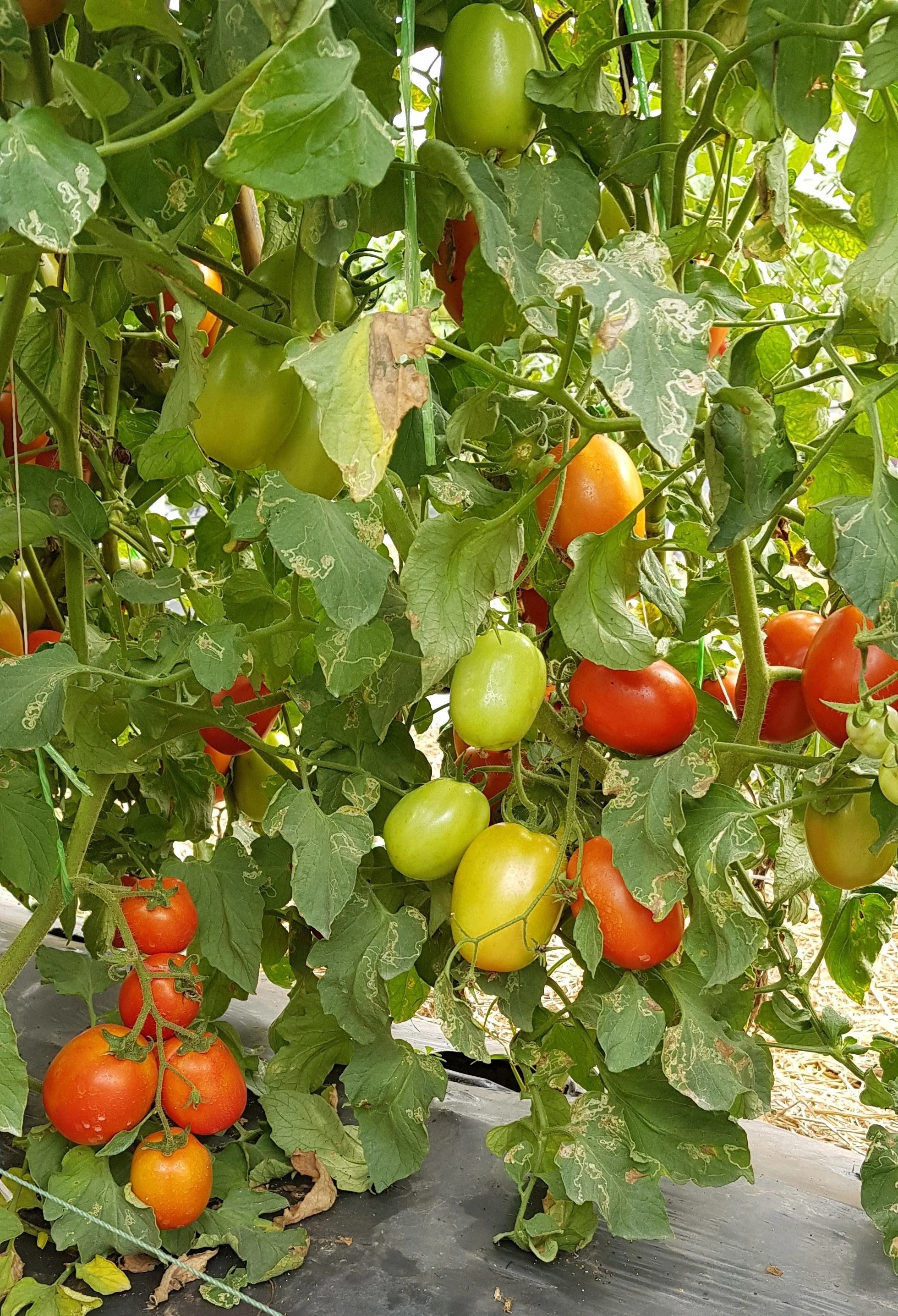 
Tomato Hybrid Rida F1 Seeds 