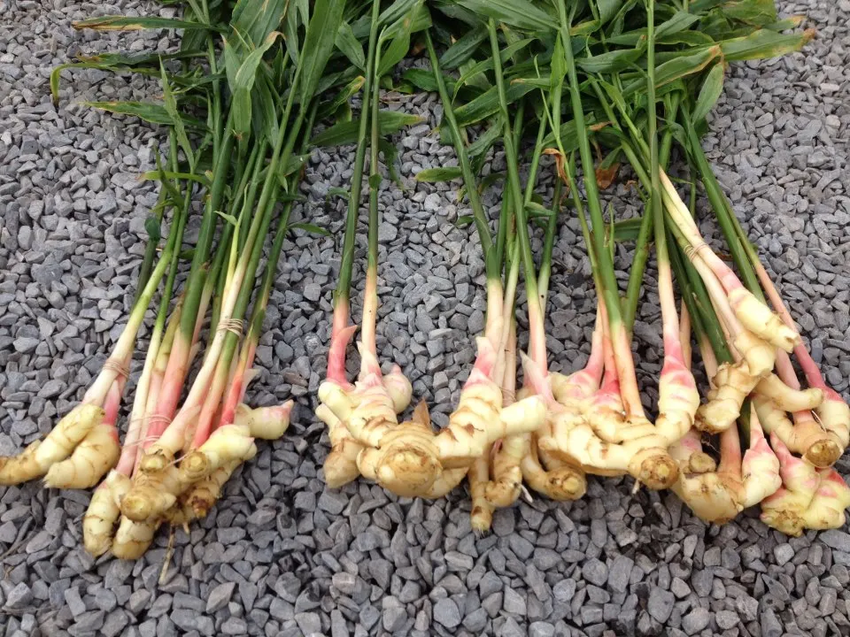100% Fresh Cooking Pure Ginger Oil at Least Price