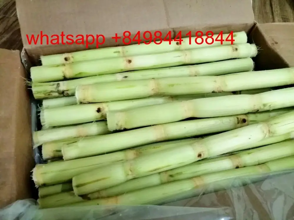 Frozen SUGARCANE FOR JUICE , contact  +84984418844  whatsapp