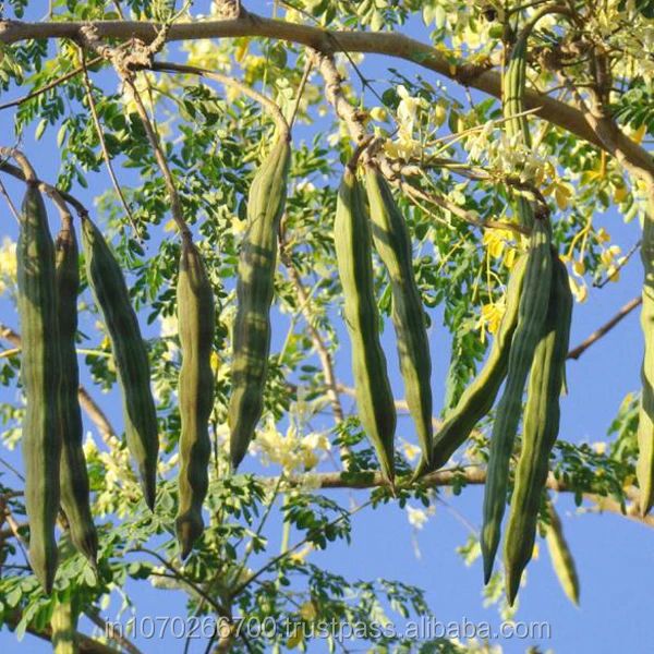 Жвачка из дерева моринга