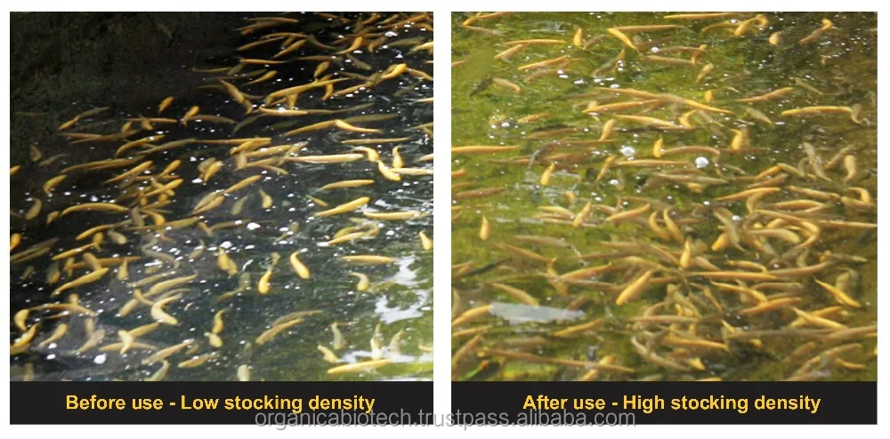 Probiotics feed that Drastically reduces ammonia levels in tilapia fish Ponds