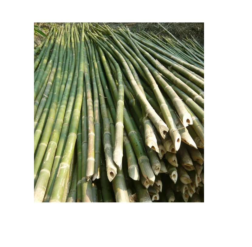 Бамбуковый полюс для строительства, бамбуковые полюсы лучшего качества (Whatsapp: 84 845639639-МС праздник)