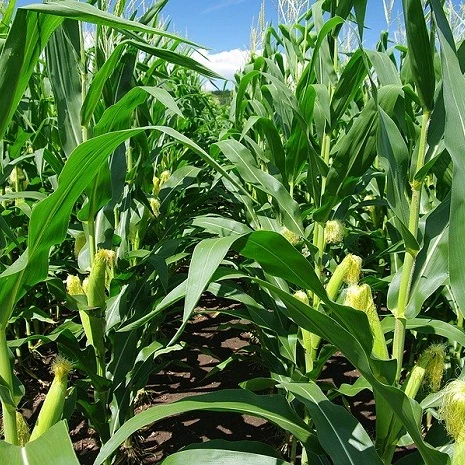 Замороженная детская кукуруза замороженная молодая естественное сладкое качество