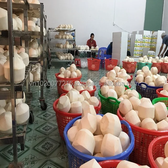 YOUNG VIETNAM COCONUT