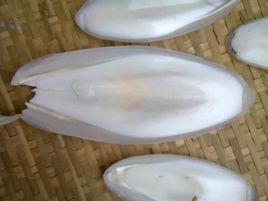 
Cuttle Fish Bone/ Cuttlefish Bone/Squid Bone For Producing Medicine (Ms Phoebe) 