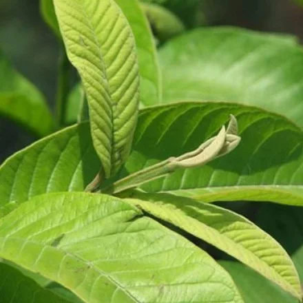 Гуава/сушеный лист, высушенный лист для заварника с чаем, чайный столикик, экстракт гуавы порошок/WHATSAPP + 84-845-639-639