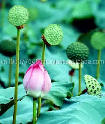 
Dried Lotus Seed 100g 