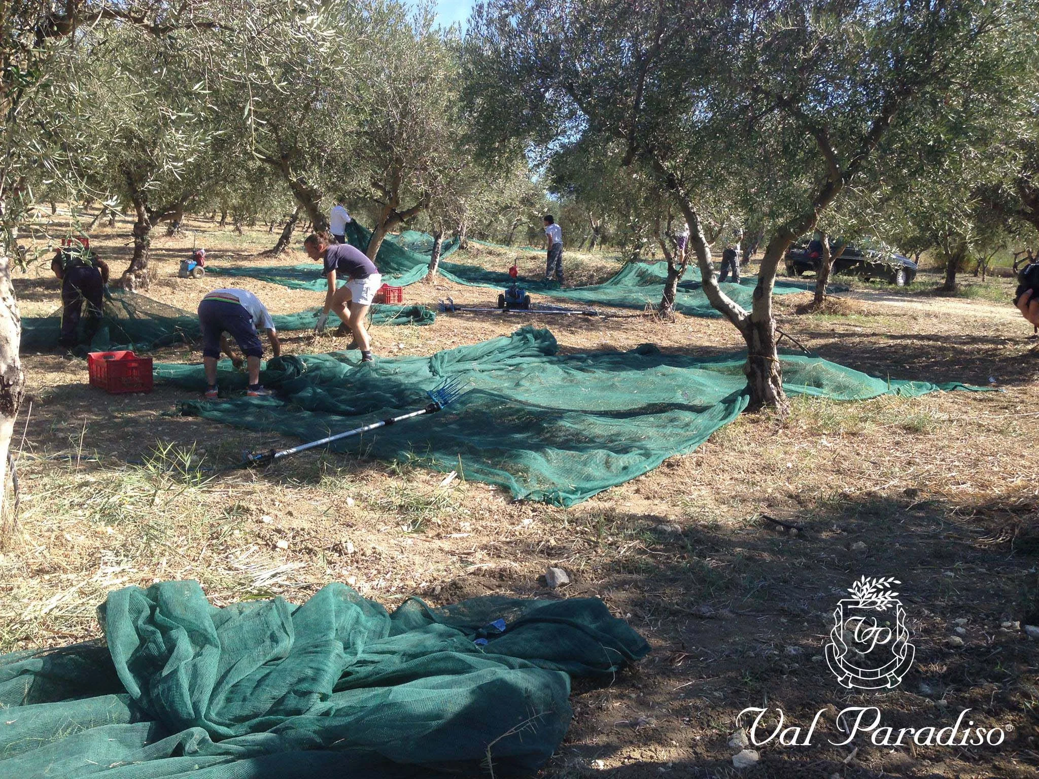 Extra Virgin Olive Oil - IGP SICILIA- Organic