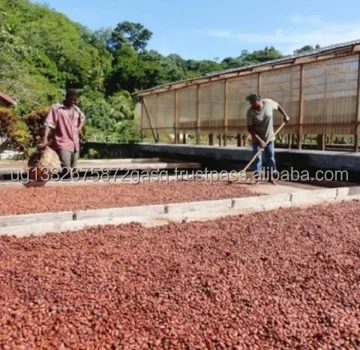 Cocoa Beans READY FOR