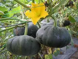 Fresh Pumpkin In Vietnam Whatsapp +84-845-639-639