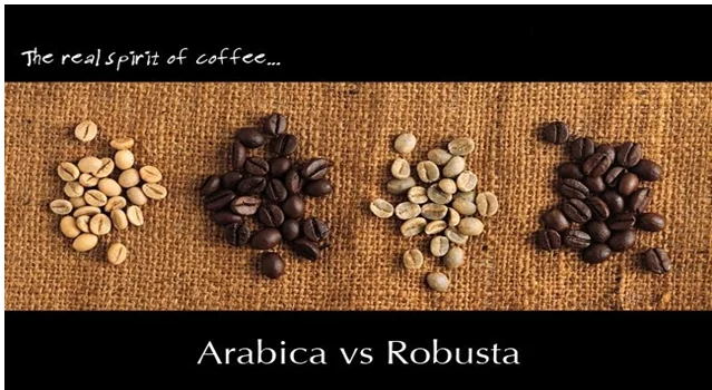 VIETNAM ROBUSTA COFFEE / ARABIA COFFEE BEANS / GREEN COFFEE BEAN( WHATSAPP: 0084 916 800 732 )