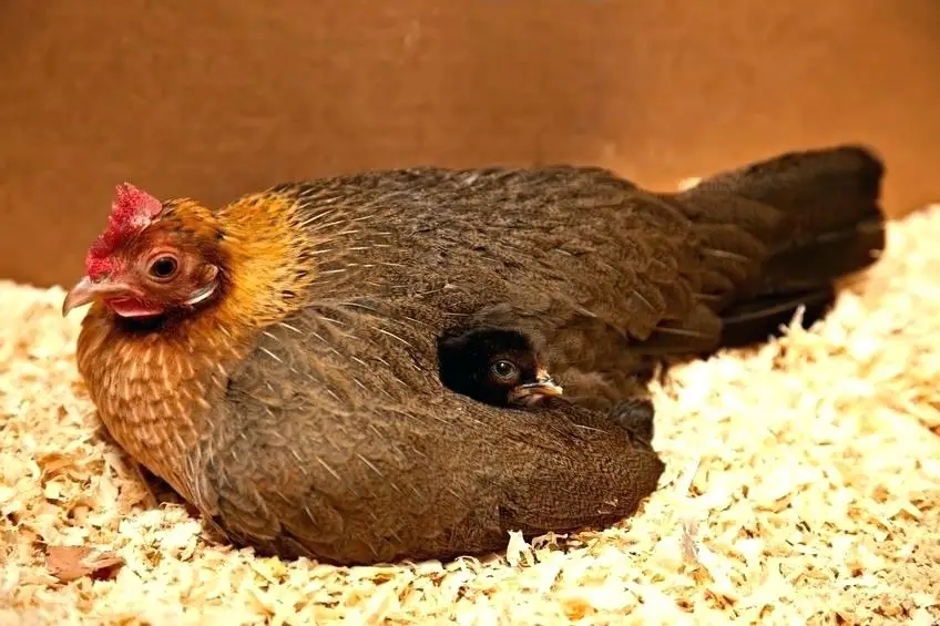 100% ACACIA WOOD SHAVINGS for CHICKEN BEDDING / PINE WOOD SHAVINGS for HORSE WHATSAPP: +84911406611