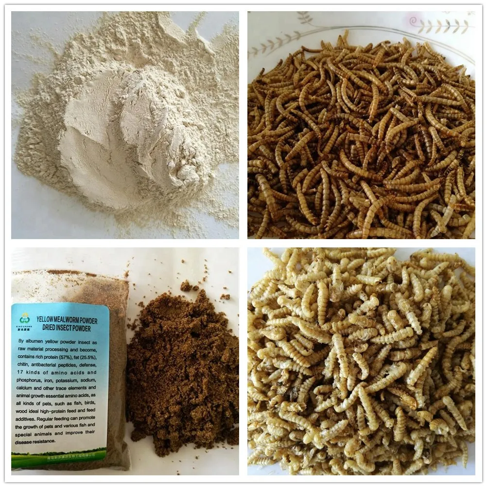 100% Natural Organic Health Bird Food Mealworms Protein Powder