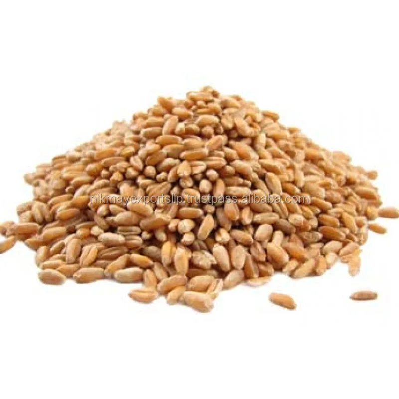 
GOLDEN WHEAT GRAINS ORIGIN INDIA FROM NIK-MAY EXPORTS 