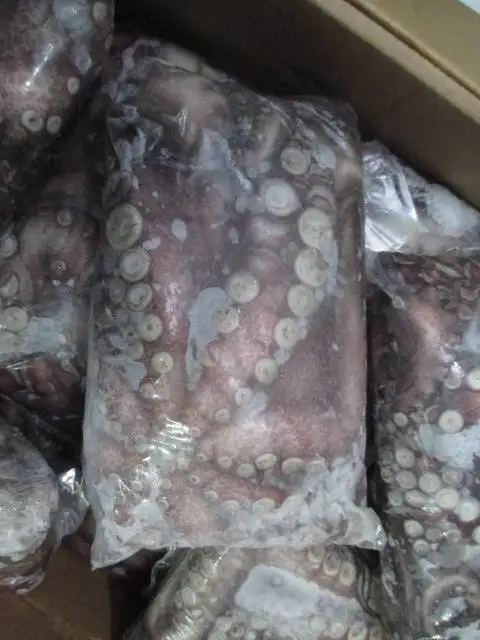 Необработанный замороженный Полный Круглый Осьминог (вытянутый)-страна-Чили