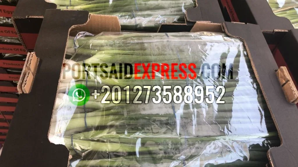 
fresh green onion , fresh spring onion BY AIR AND BY SEA 