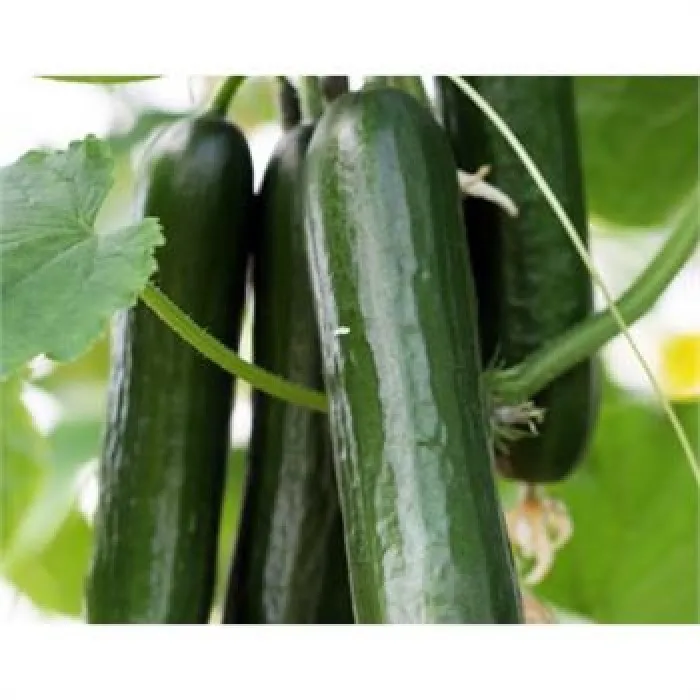 
 Огурец, помидоры, баклажаны, саженцы, огурец, огурец  