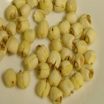 [HOT DEAL 2023] -- LOTUS SEED - TOP QUALITY & BEST PRICE from VIETNAM WHOLESALE 2023