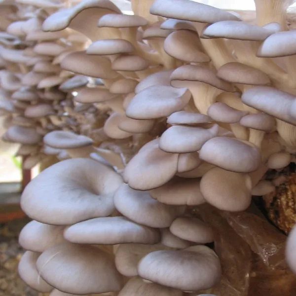 
OYSTER MUSHROOM FROM VIETNAM (Whatsapp: +84 845 6399 639)// in 2020 