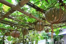 Healthy fresh pumpkin/ organic fresh pumpkin/ cheapest price  pumpkin powder