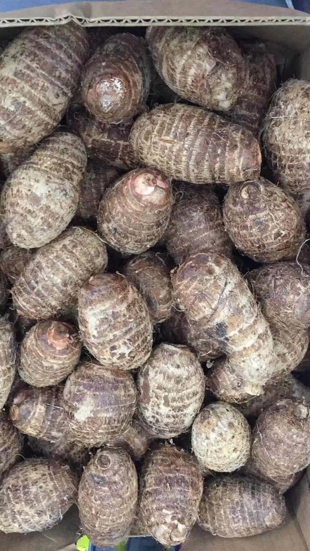  FRESH TARO-высокое качество из