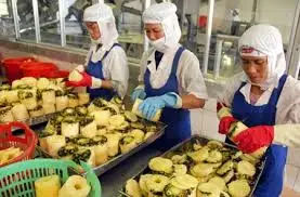 Высокое Качество | Лучшая цена Оптовая продажа Вьетнамский экспортный продукт Navalo-производитель Консервированный ананас