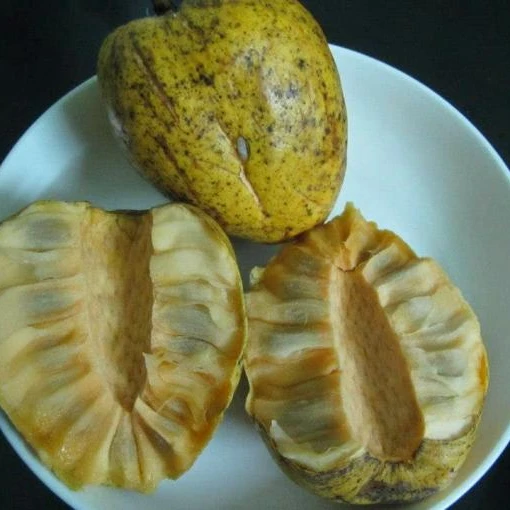 NEW CROP FRESH ANNONA GLABRA FROM VIETNAM in 2020