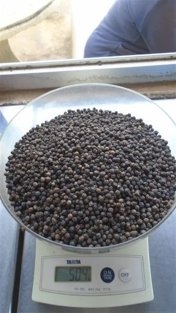 Hot Selling VIETNAM BLACK PEPPER PINHEAD 1.5 MM GOOD RATE High Quality For Middle East Market