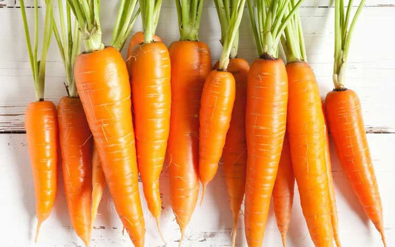 
High quality and best price for fresh carrot 2018 