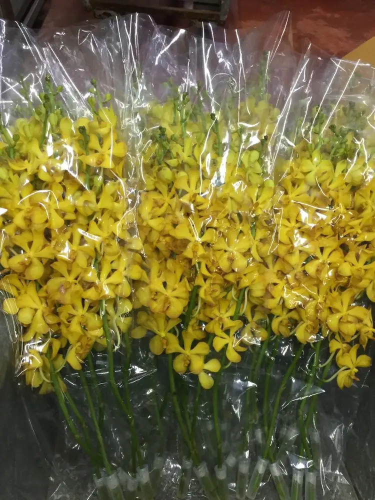 
Wholesale Mokara Yellow Thai Orchids Cut Flower -Premium Quality @ Best Price Try us!! 