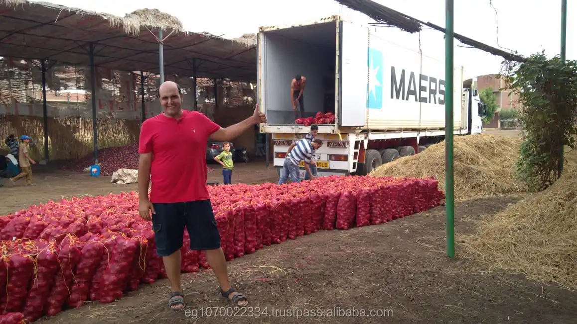 fresh red ONION , yellow onion , Egypt onion to Pakistan