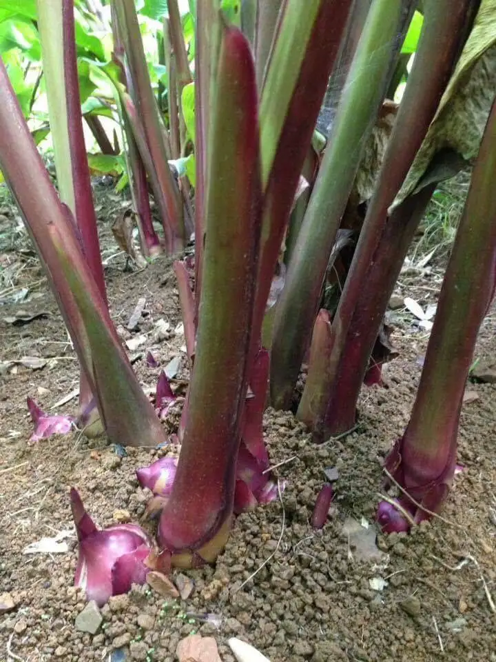 Vietnam Arrowroot Vermicelli noodles
