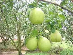 Из Вьетнама сушеный Грейпфрут