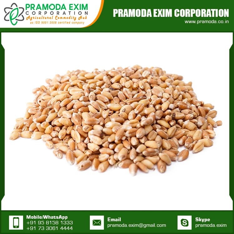 Dried Wheat Flour at Lowest Price