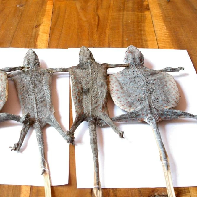 
Hot Gecko in Vietnam . 