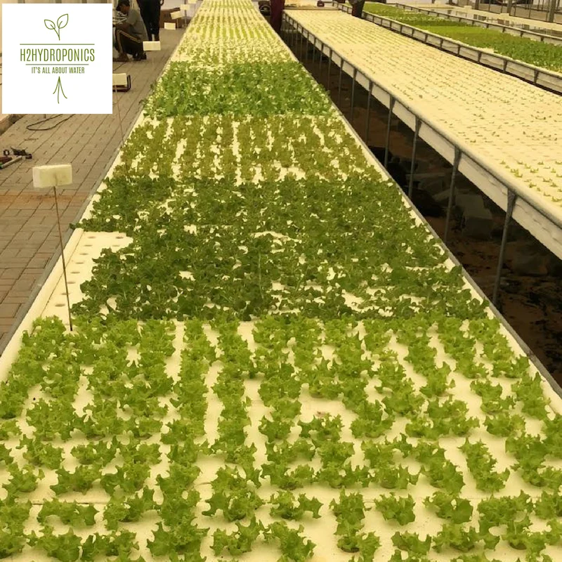 
Hydroponic Trays and NFT Channels for Hydroponic Systems 