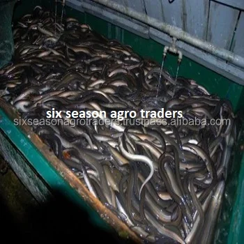 Live Eel Fish With cheap price / eel fish wholesales