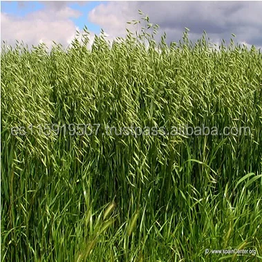 Oats grain, Avena sativa