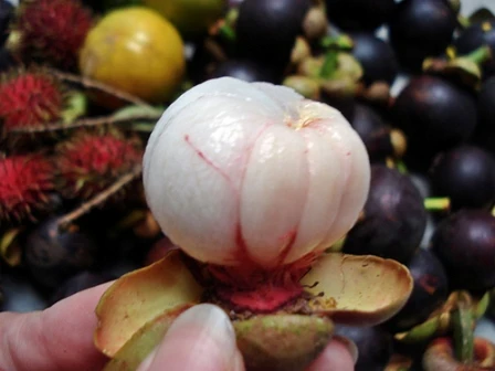 FRESH MANGOSTEEN FRUIT SALE WITH HIGH QUALITY AND BEST PRICE 2021