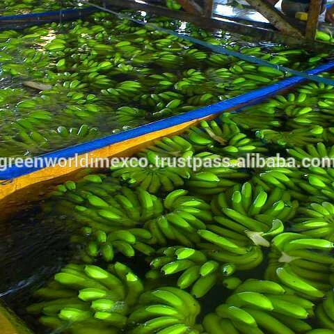 BEST SELLER_CAVENDISH BANANA, PREMIUM QUALITY WITH GOOD PRICE