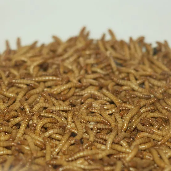 
Live/Dry Mealworm bird Food Chicken fish 