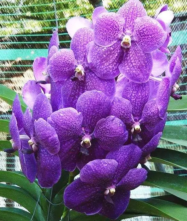 Vanda seedling/Blooming plant 047 Vanda robert 222