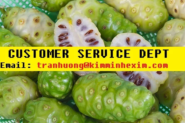 FRESH NONI FRUIT WITH CHEAP PRICE