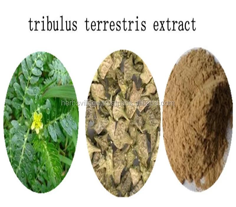 100% Natural High Quality Tribulus Terrestris Extract 40% Saponins