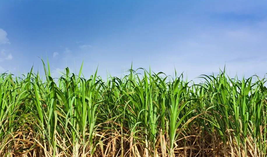 Certified Quality MSDM Sugar cane molasses (brix min 75%) Animals Feed With 20MT  Flexitank